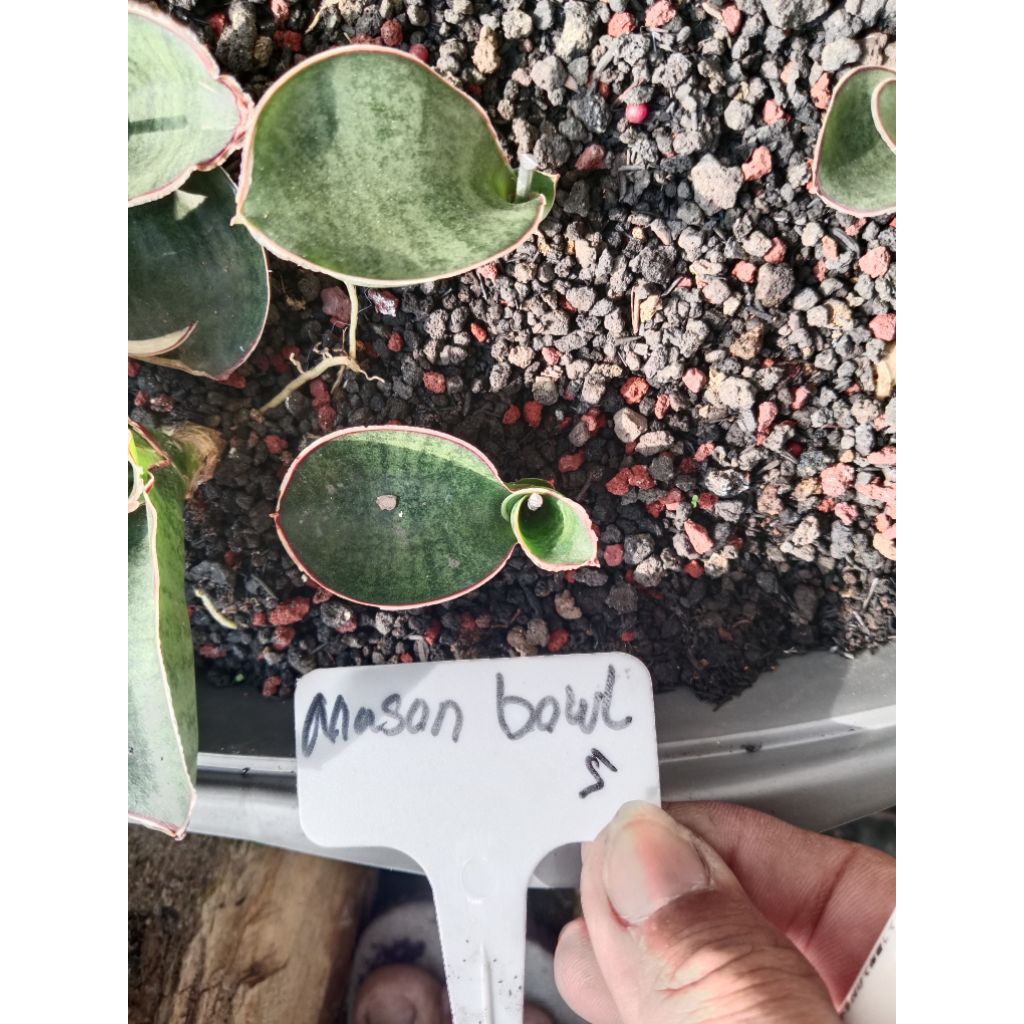 sansevieria 5rb mason bowl / tanaman lidah mertua murah