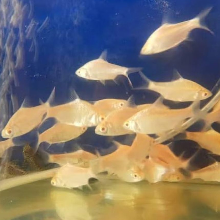 Ikan kapiat kaviat albino size S