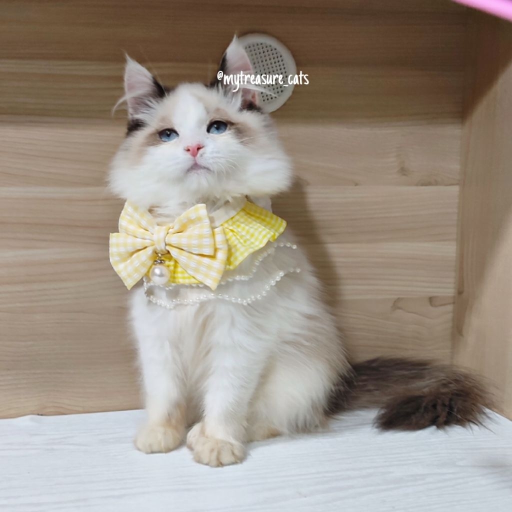 Ragdoll Seal Bicolor BREED QUALITY