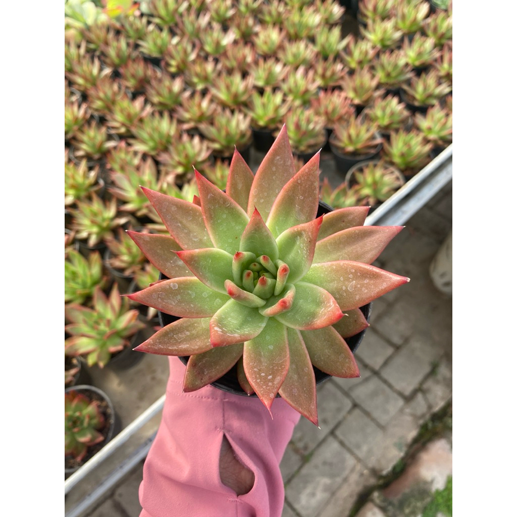 Sukulen duri merah - tanaman hias sukulen - tanaman aesthetic