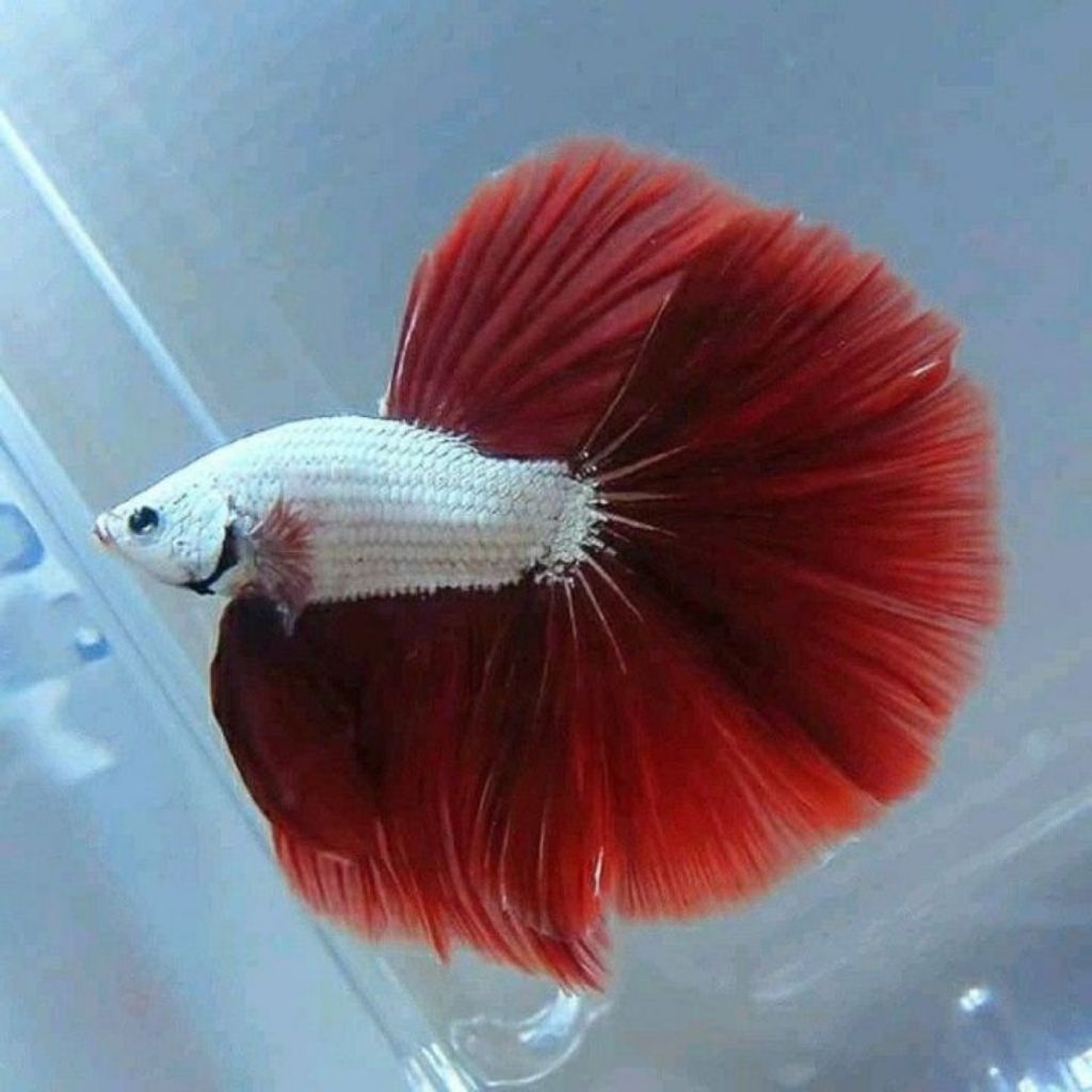 CUPANG HALFMOON RED DRAGON