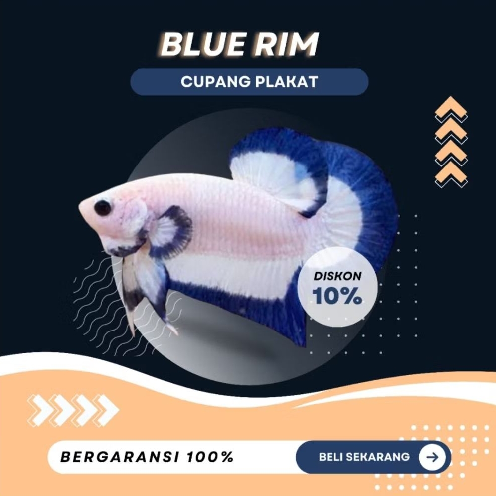 [PK] Cupang Blue Rim | NEW | TOP GRADE | IKAN HIAS | REALPICT | SIZE M+