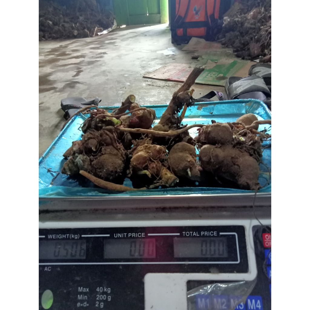 Bibit umbi yakon berat 1kg