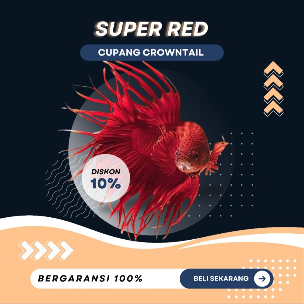 [CT] Cupang Crowntail Super Red | NEW | REALPICT | TOP GRADE | SIZE M+ | IKAN HIAS