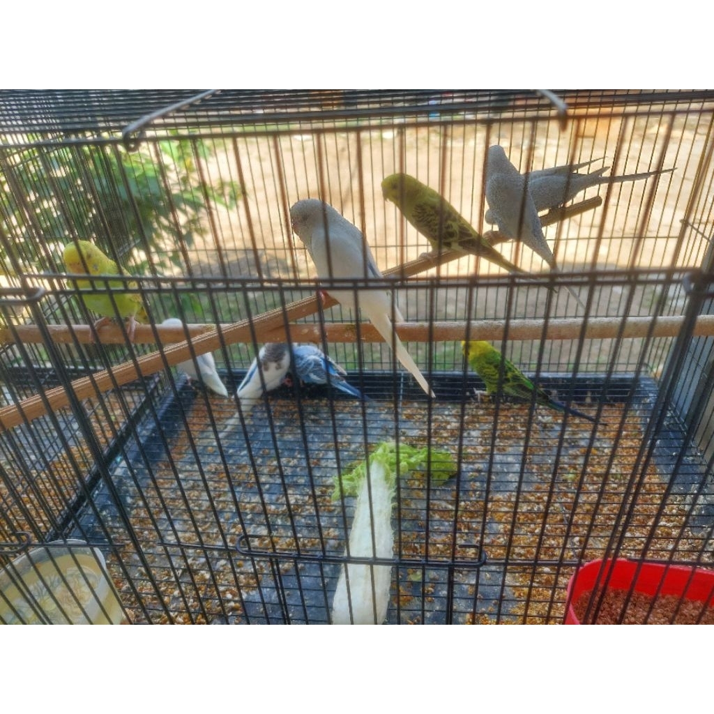 Burung Parkit Lokal