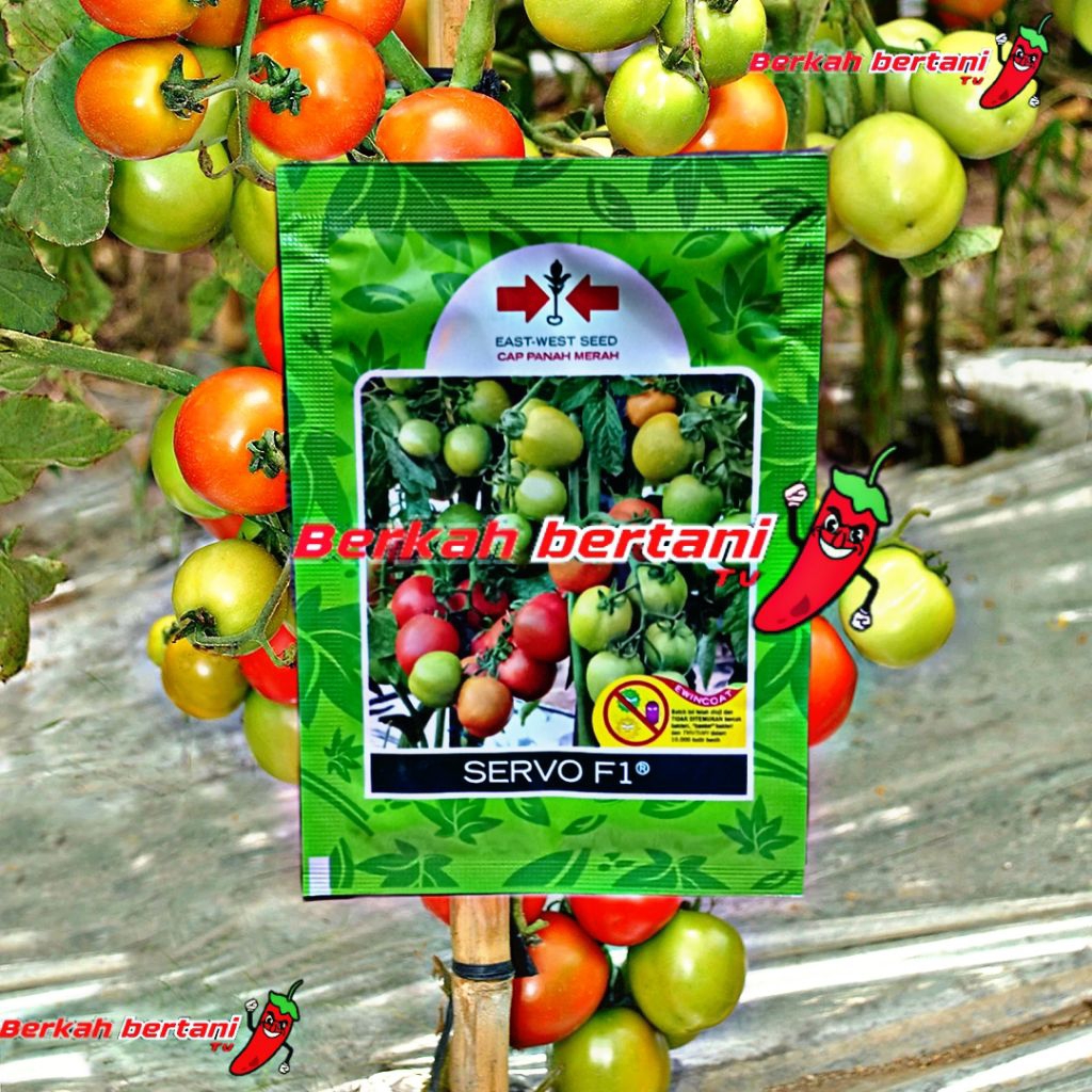 Benih Tomat Hibrida SERVO F1 Panah merah