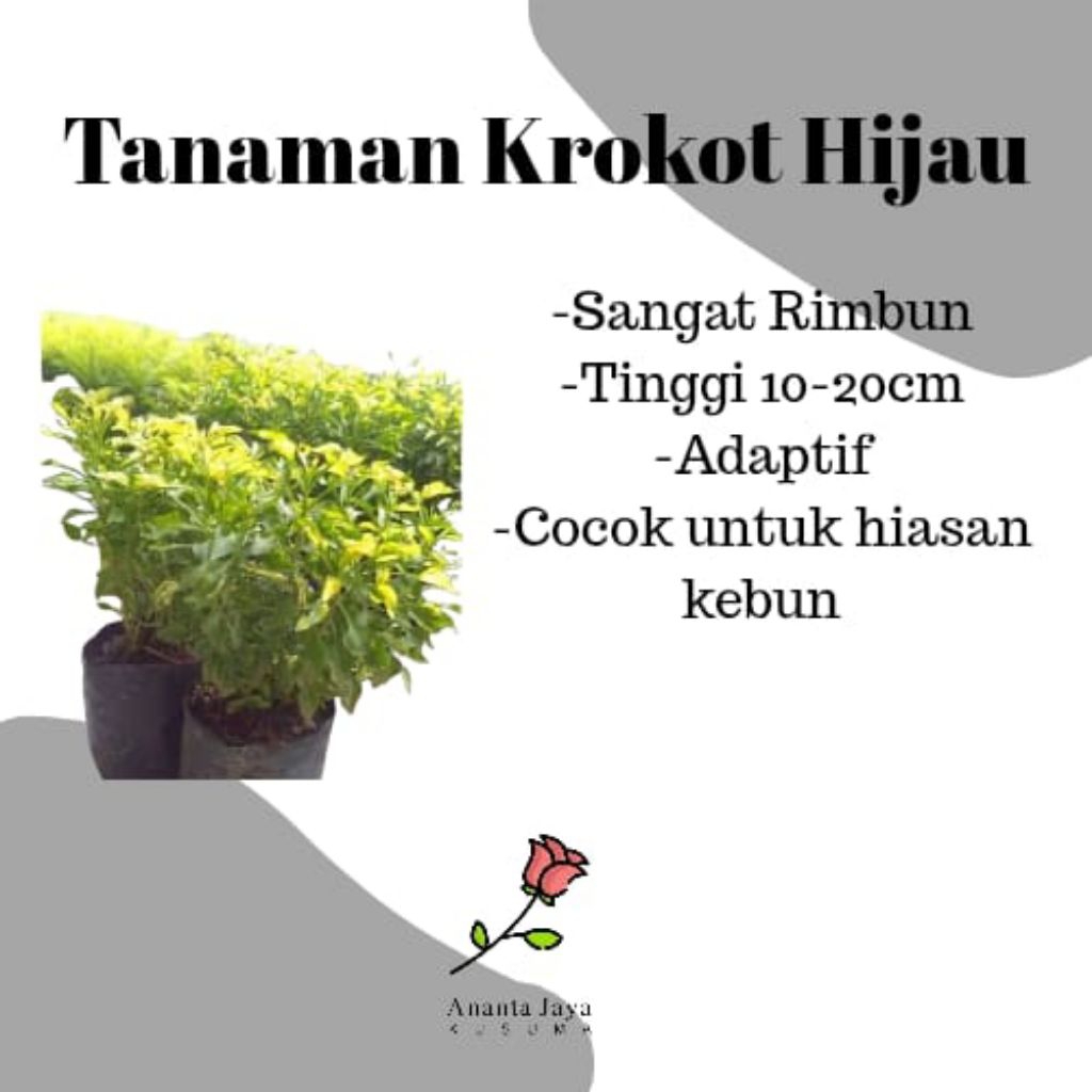 Krokot hijau