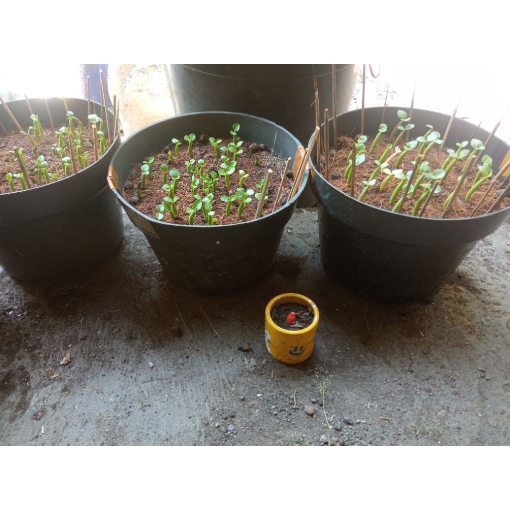 biji / seed adenium godjixrb