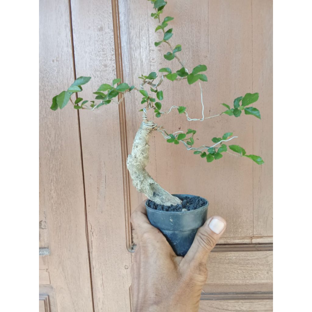 bonsai serut mame sesuai gambar