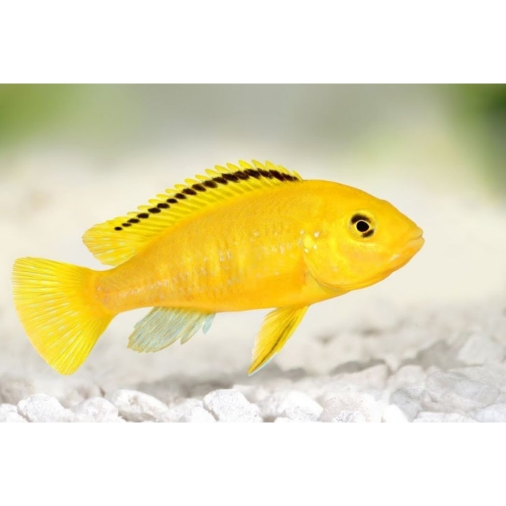 Hiasan akuarium lemon cichild ikan hias air tawar aquascape