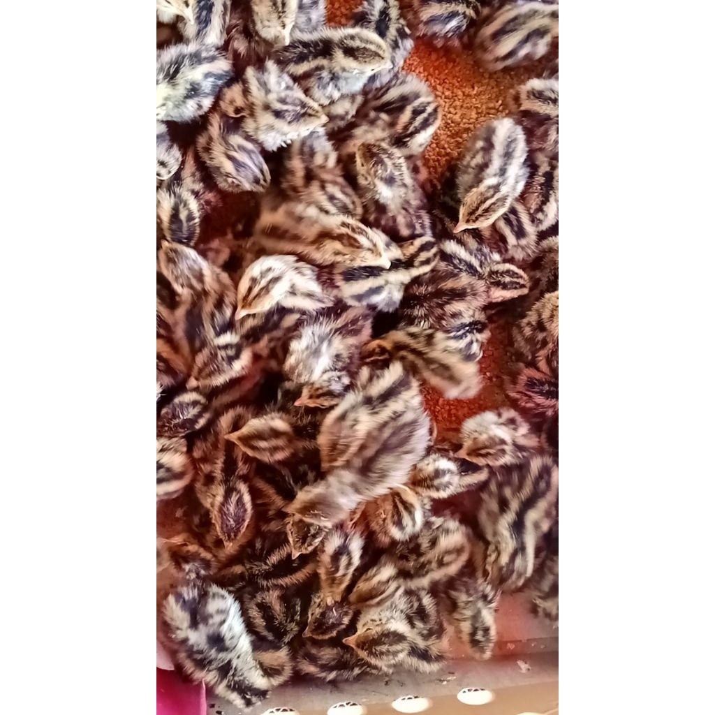 Doq anakan burung puyuh betina