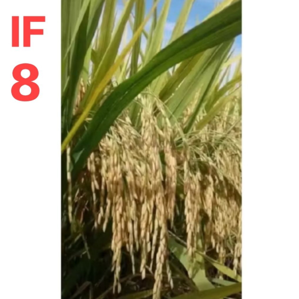 BENIH BIBIT PADI IF-8 ORIGINAL ASLI KEMASAN 5 KG