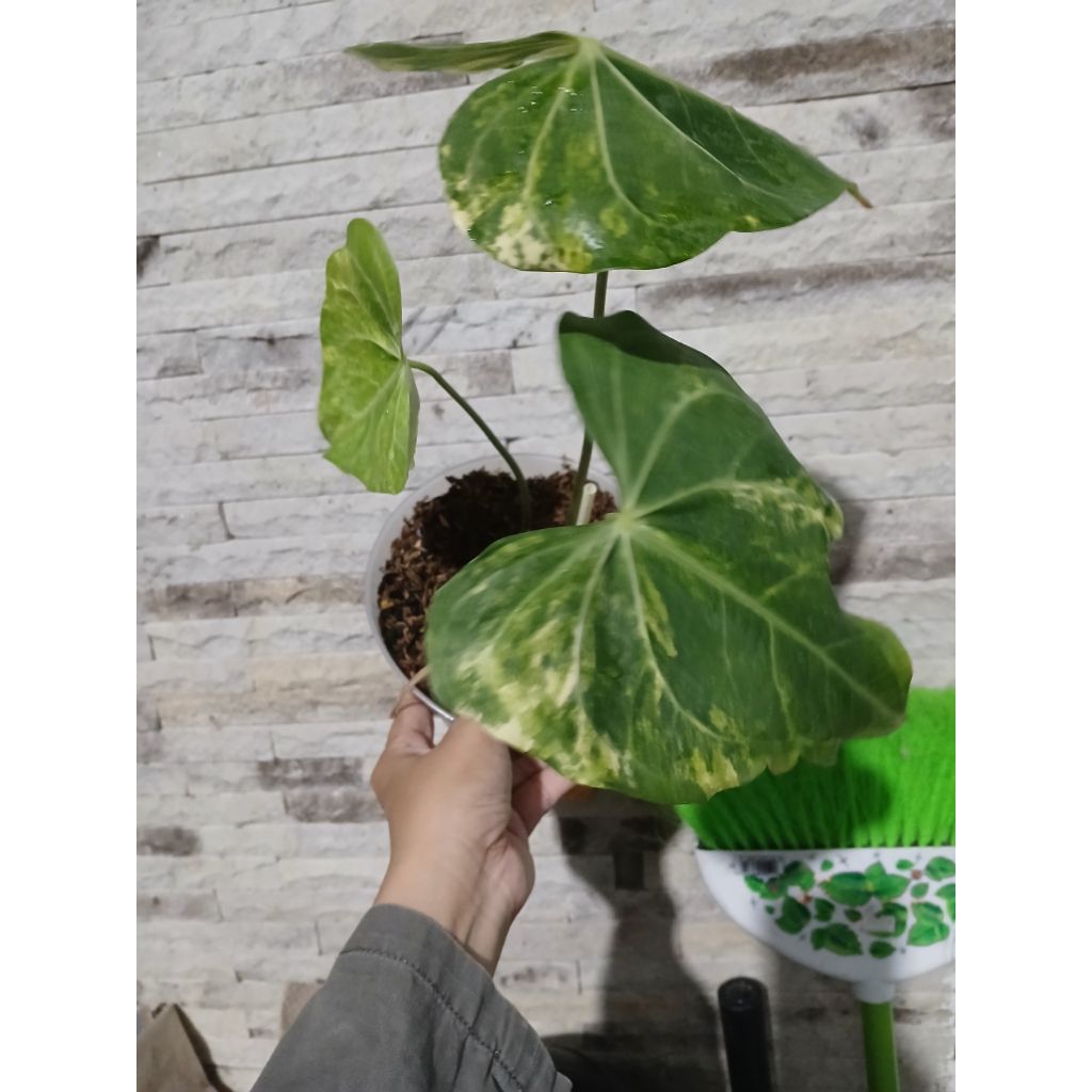 Pesanan clarinervium Hyrid Variegata