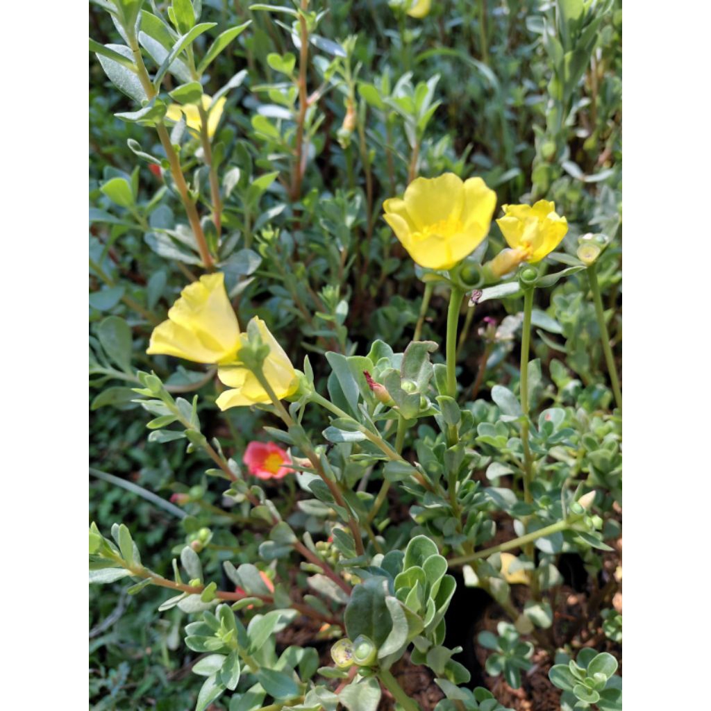 Tanaman Hias Bungga Krokot Duna Paket 10 batang Pohon Hias bungga Krokot duna Tanaman Ukuran Dewasa