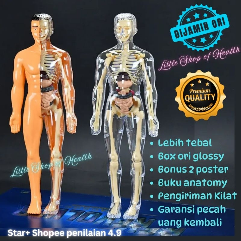 HUMAN BODY ANATOMY MODEL - MAINAN DOKTER - MAINAN TENGKORAK - HUMAN ORGANS - Mainan edukasi kedokter
