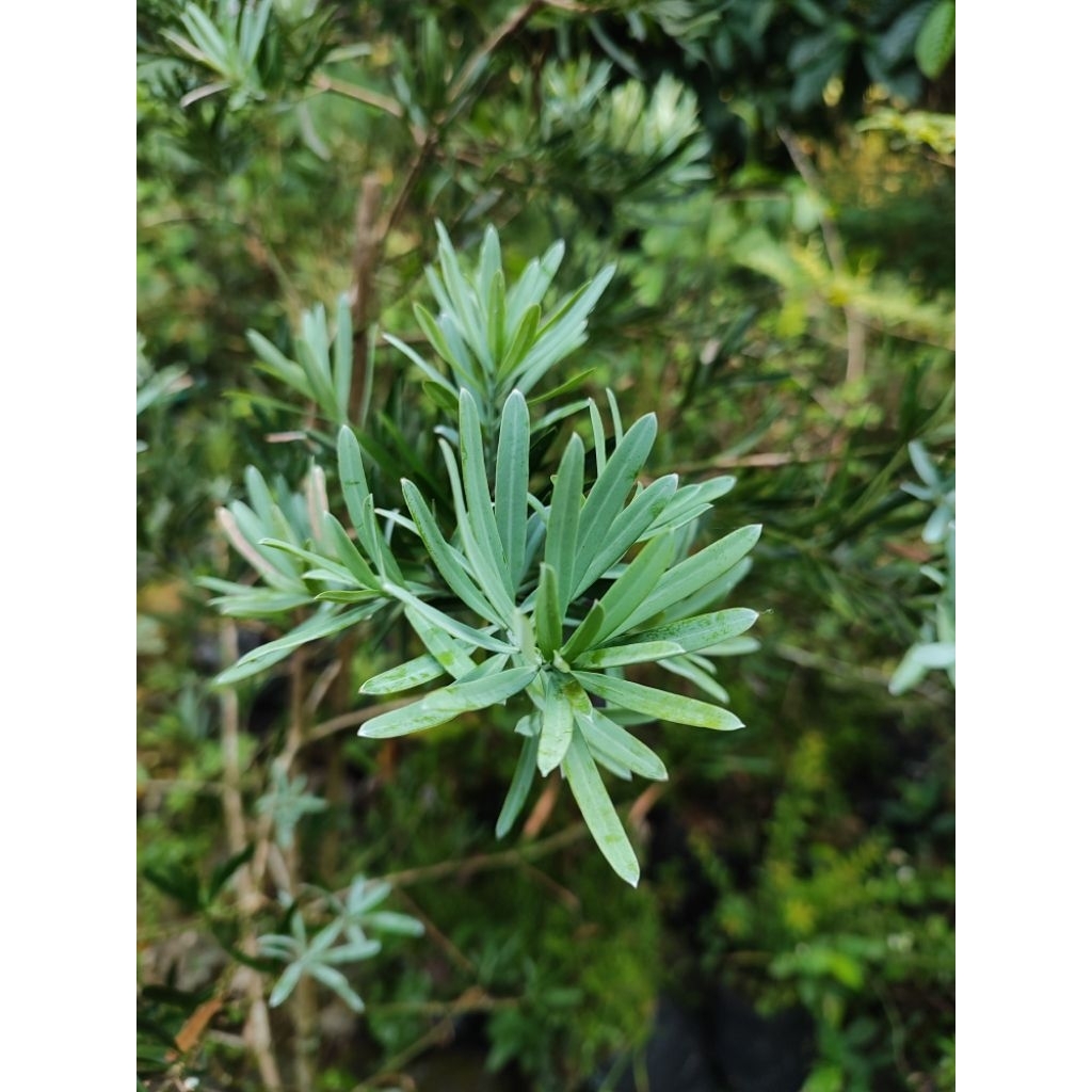 Pohon Lohansung Blue Ice/ Lohansung Sliver Blue