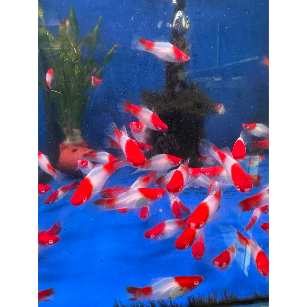 ikan hias platy kohaku harga satuan