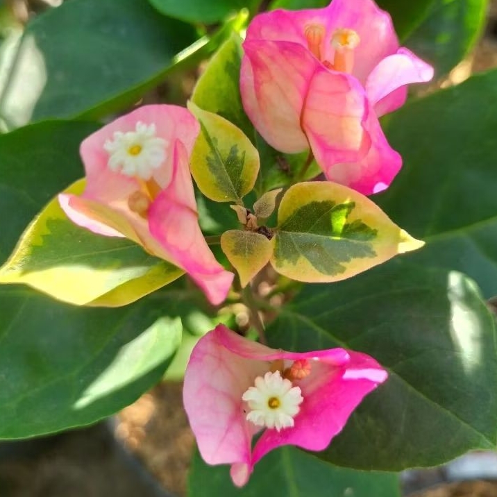 Bougenville Citra Thailand Ori