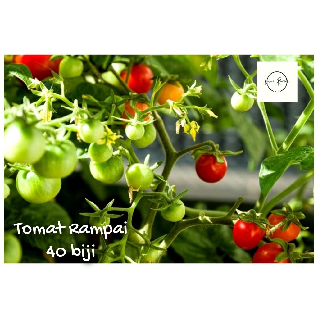 Benih Tomat Rampai