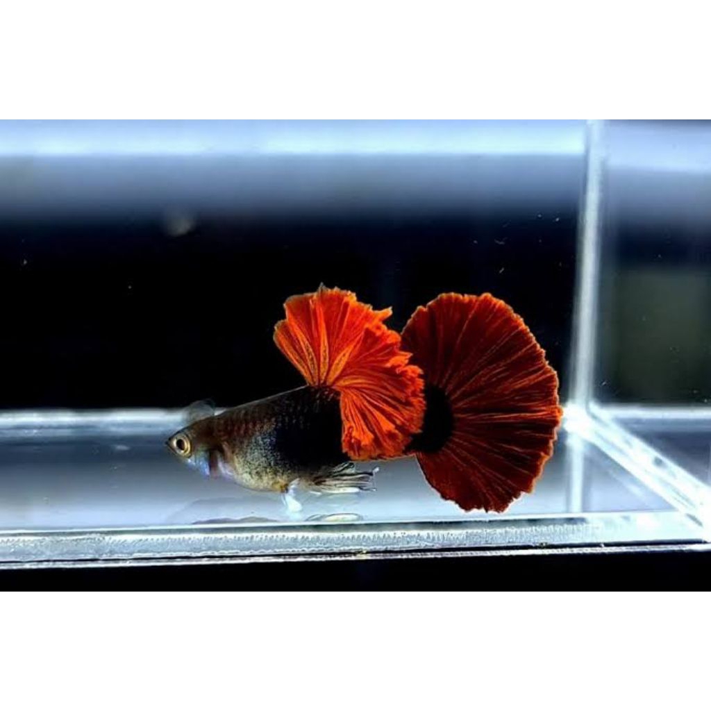 Guppy Hb Red Cauli Flower