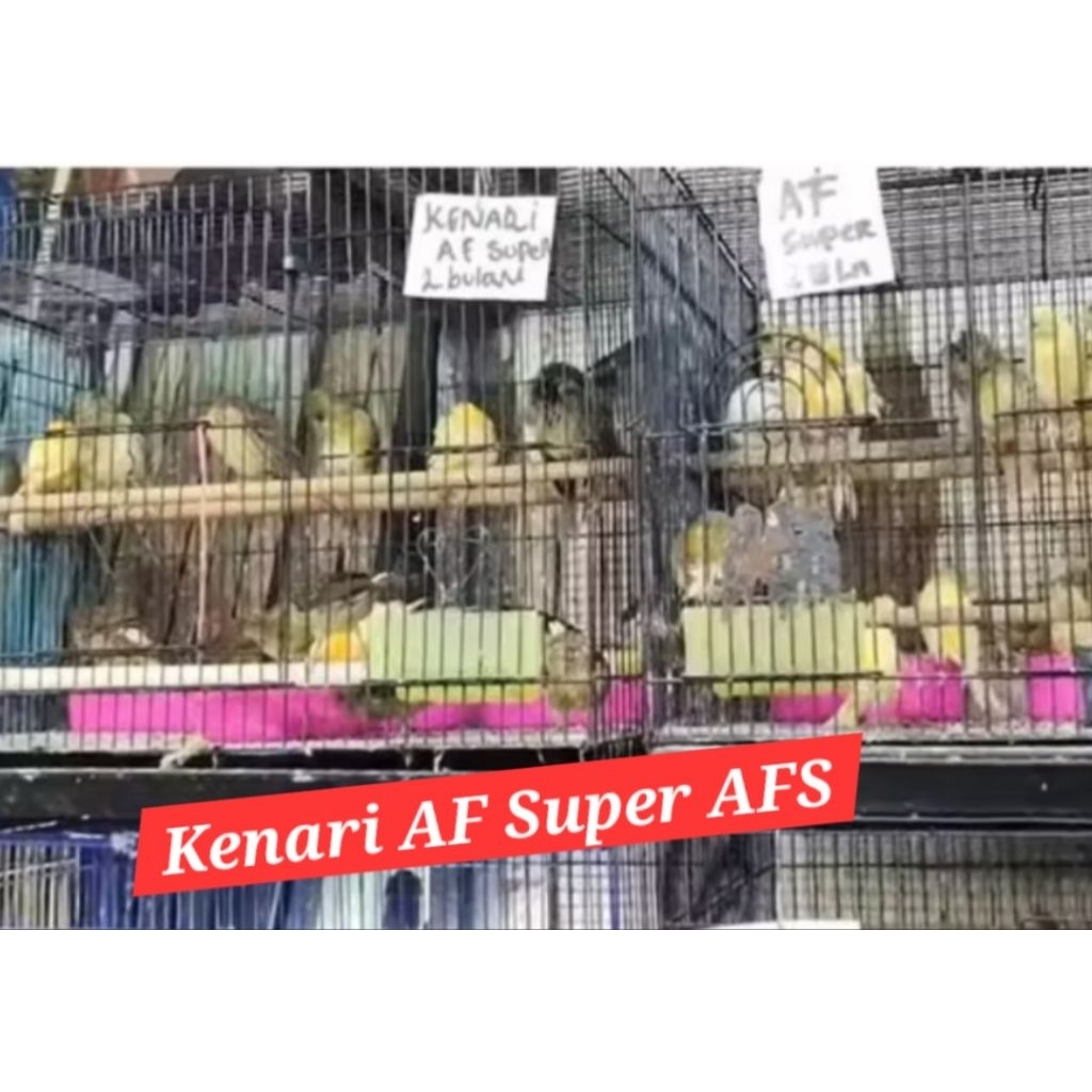 kenari afs af super bahan jantan