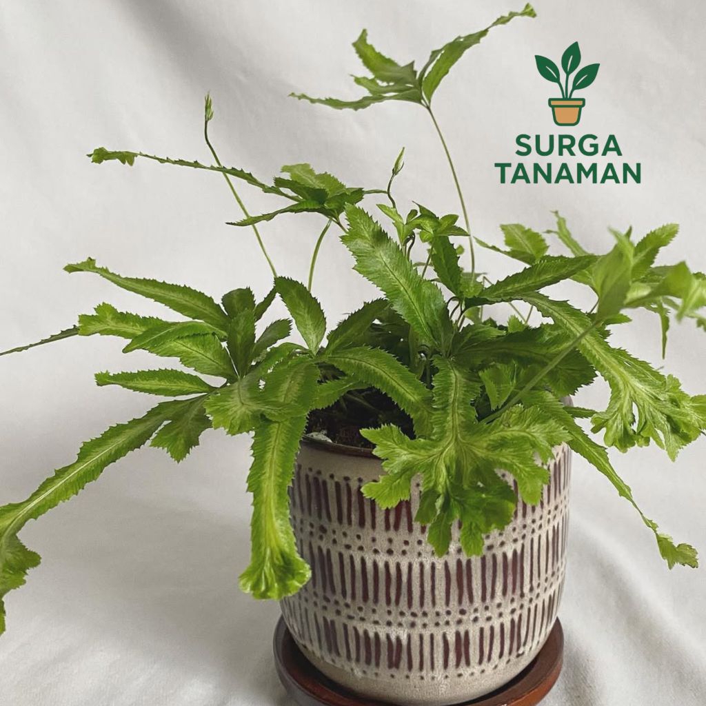 Tanaman hias indoor pteris cretica - tanaman pteris cretica - pakis pita - tanaman cantik