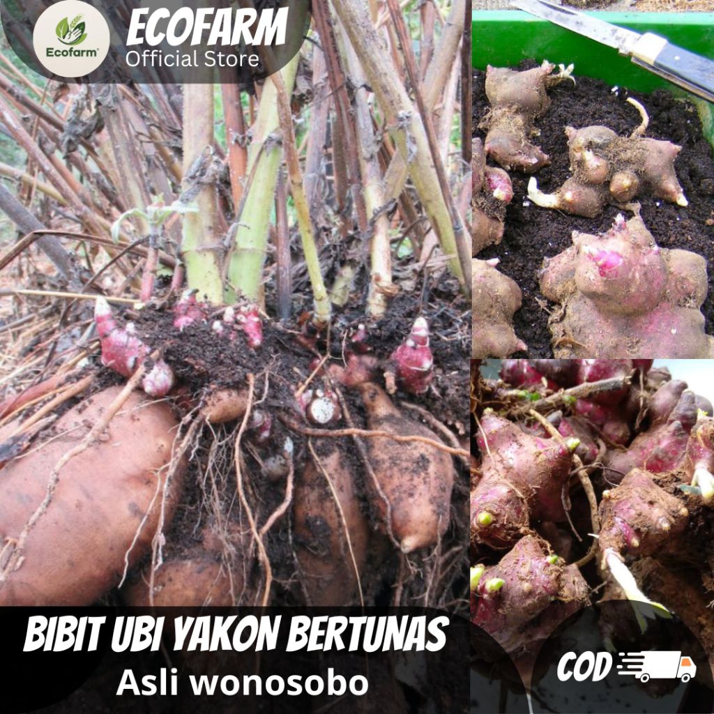 bibit ubi yakon siap tanam asli Wonosobo termurah