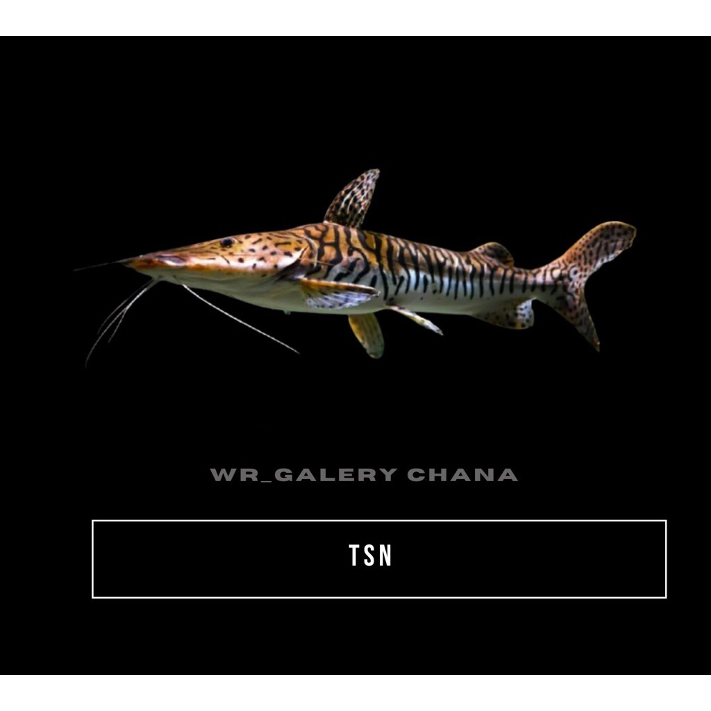 Kebutuhan Aquarium Tiger Shovelnose Catfish