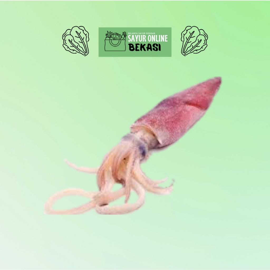 Cumi Besar Segar 500 gram - 1KG, Kota Bekasi