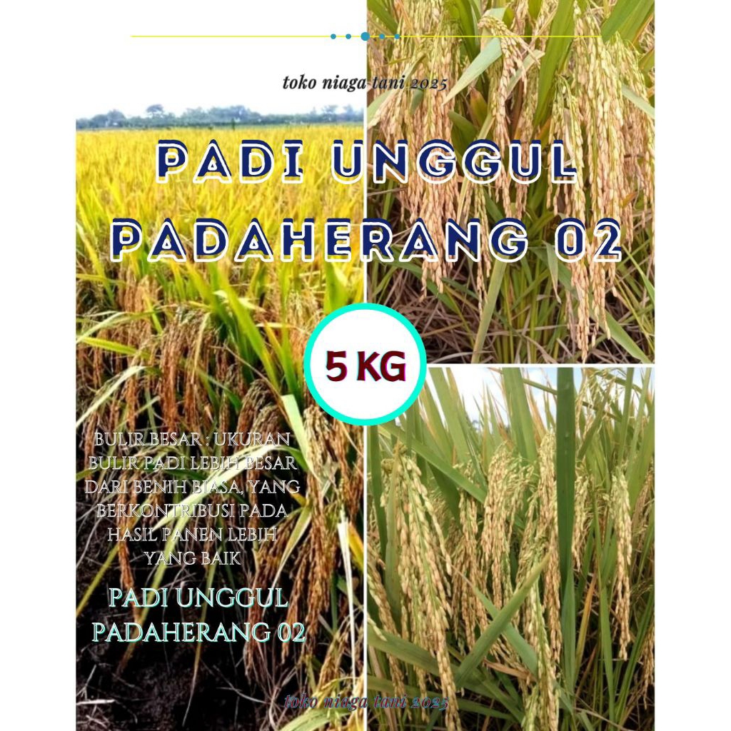 padi unggul kemasan 5kg padaherang 02