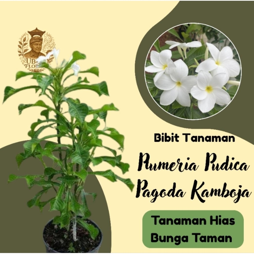 Bibit Tanaman Hias Plumeria pudica - pagoda putih - kamboja pengantin putih - Ubudflorist