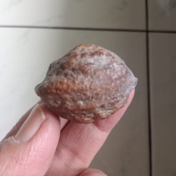 Kemiri Adu Muncang Adu Jalim Gurame Junior Pasangan Mewah Hulbun