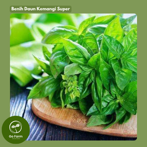 Benih Bibit Kemangi Super Unggul – Basil Lemon Aromatik Lokal - Lalap Herb Seeds(Panen 25 Hari)