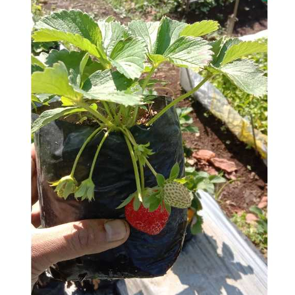 Bibit Strawberry Mencir Berbunga Sudah Berbuah – Tanaman Hidup Cocok Pot & Kebun