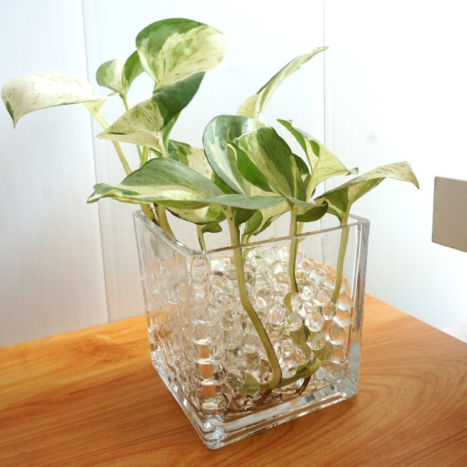 Vas Kaca Kotak Tebal untuk Akuarium Ikan Hias dan Tanaman Hias Meja kantor/Meja Ruang Tamu/Indoor