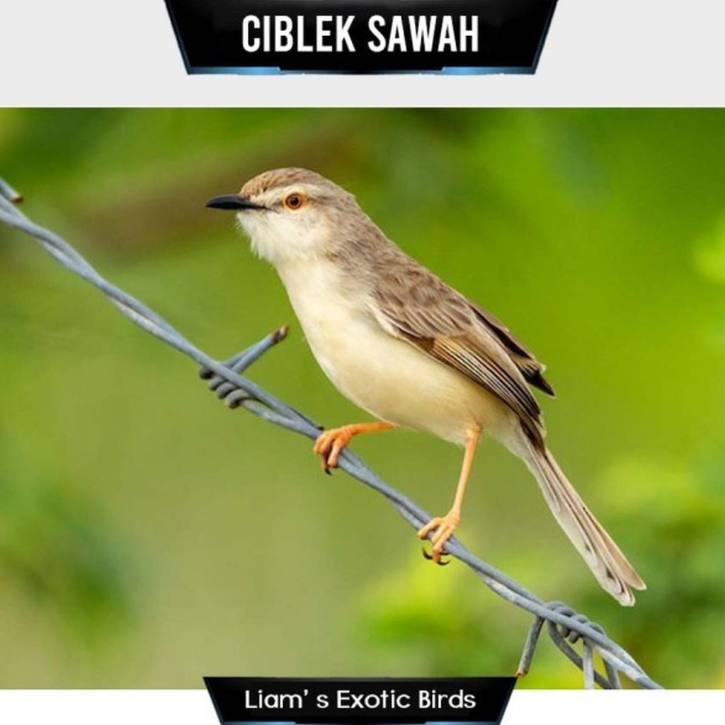 Burung Ciblek Sawah ( Ciwah ) pilihn Jantan Mulus