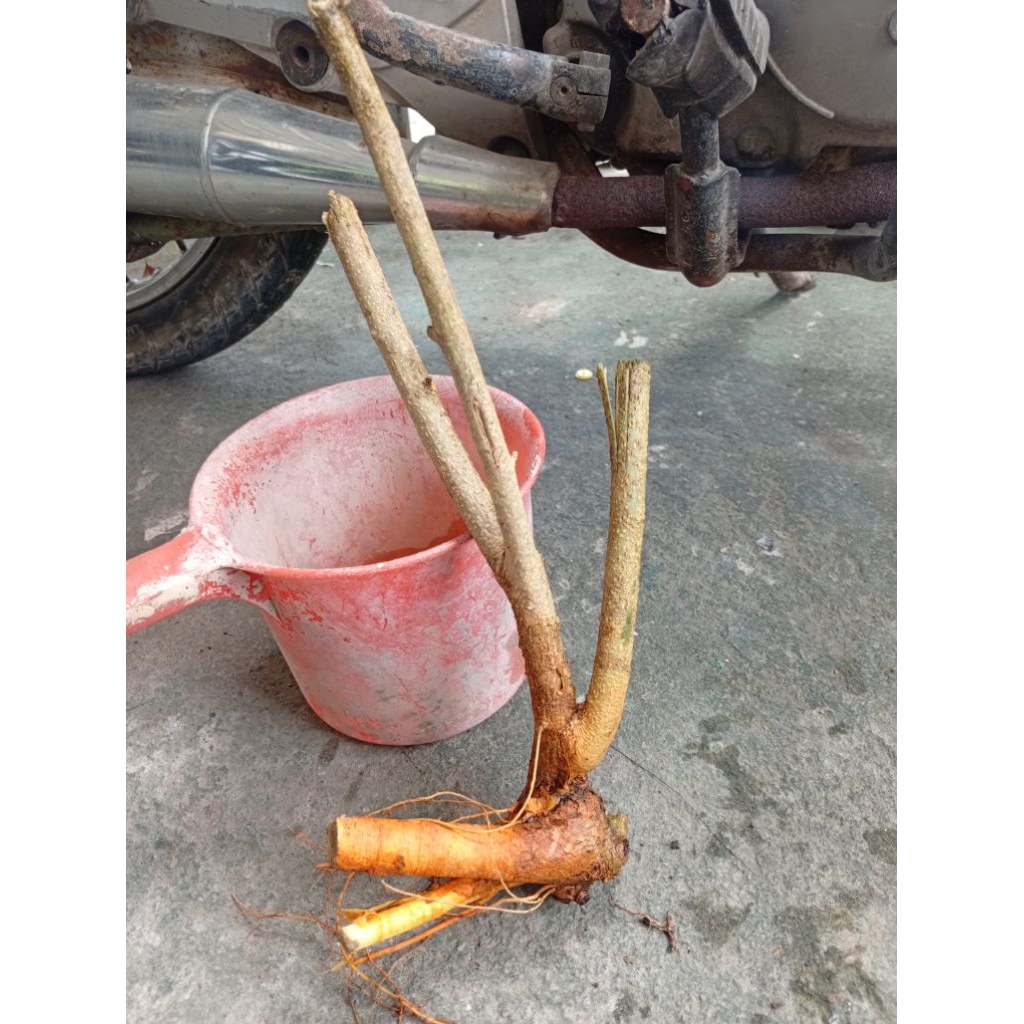 sisir dangkelan akar batang tanaman sisir bahan bonsai small