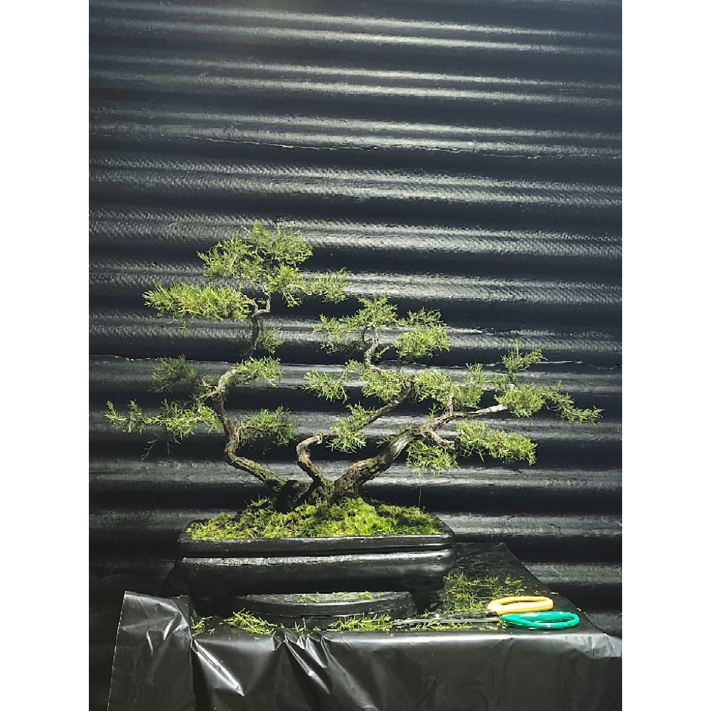 BAHAN BONSAI CUCUR ATAP keringan mantap