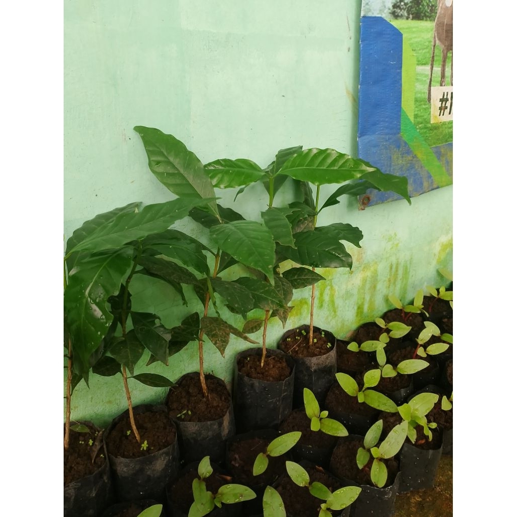Bibit kopi Arabika unggul