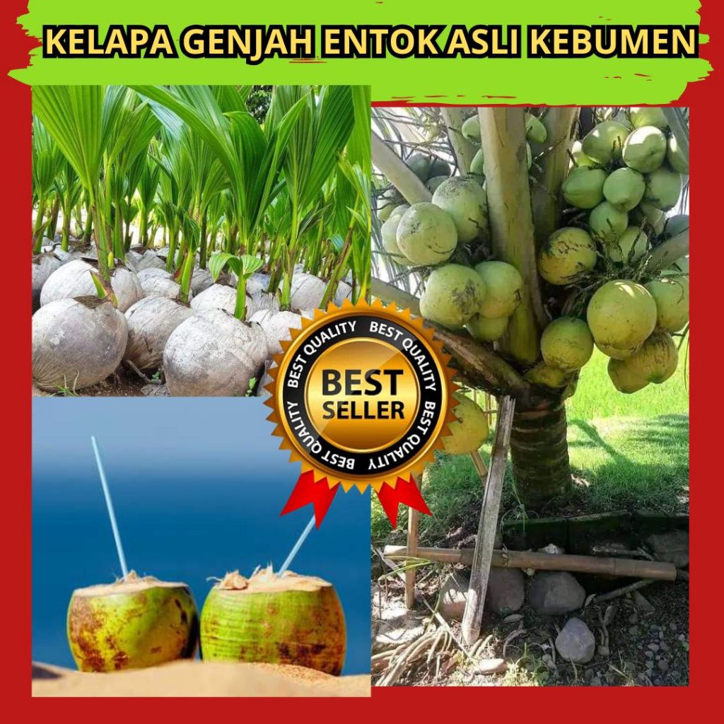Bibit Kelapa Buah Besar, Pohon Kelapa Genjah Entok Kebumen, Bibit Kelapa Genjah Hijau
