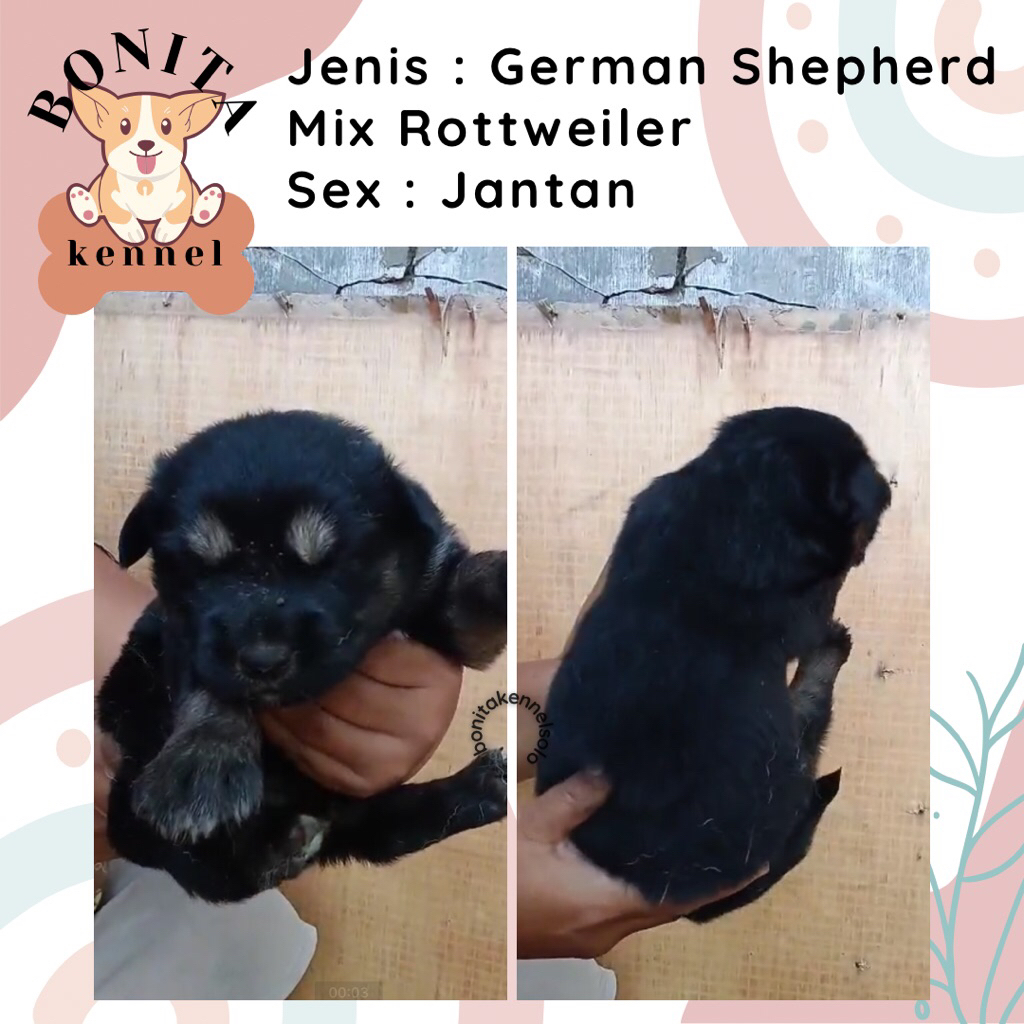 German Sherperd Mix Rottweiler Anak Anjing Herder Jantan Betina