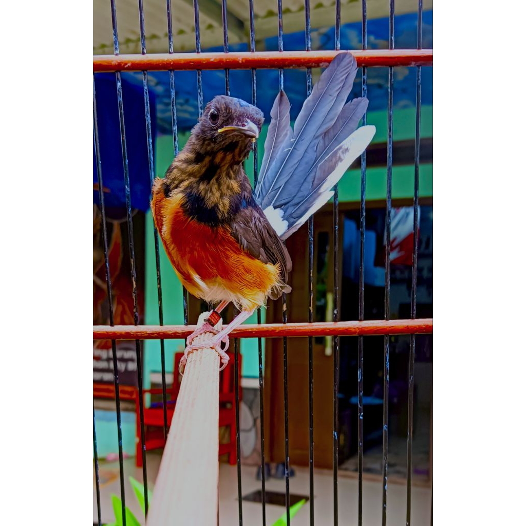 pakan burung trotol Murai batu trah prestasi