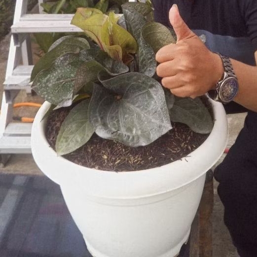 bibit anthurium obor black