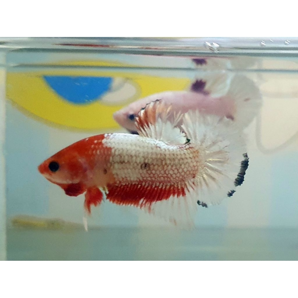 plakat fccp orange head realpict