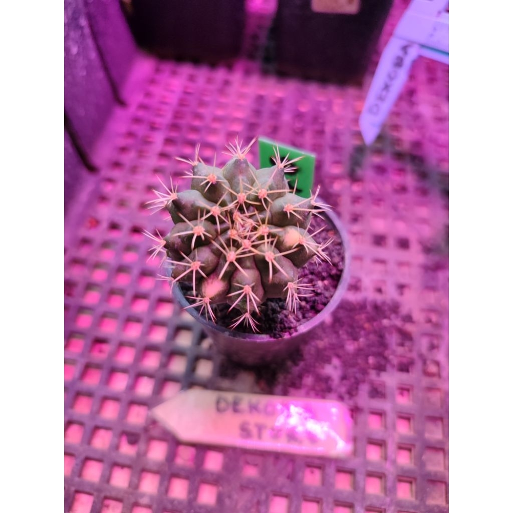 Tanaman hias hidup kaktus gymno miha Lucky Yellow #LY 6