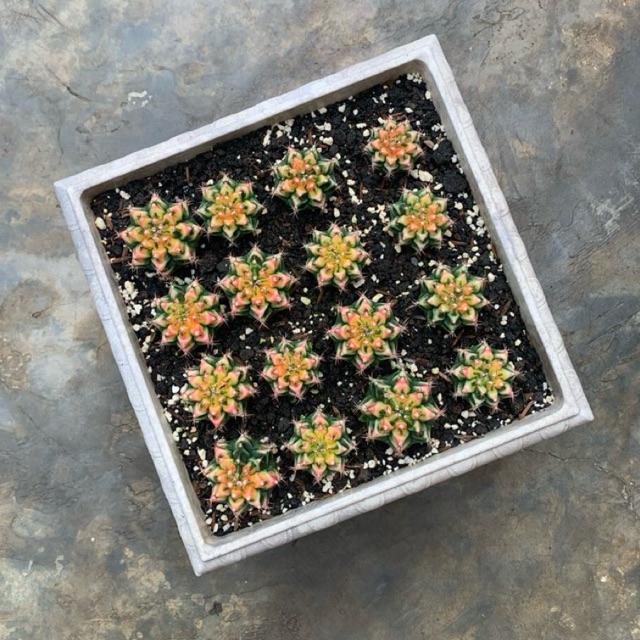 kaktus gymno multicolour varigata rata