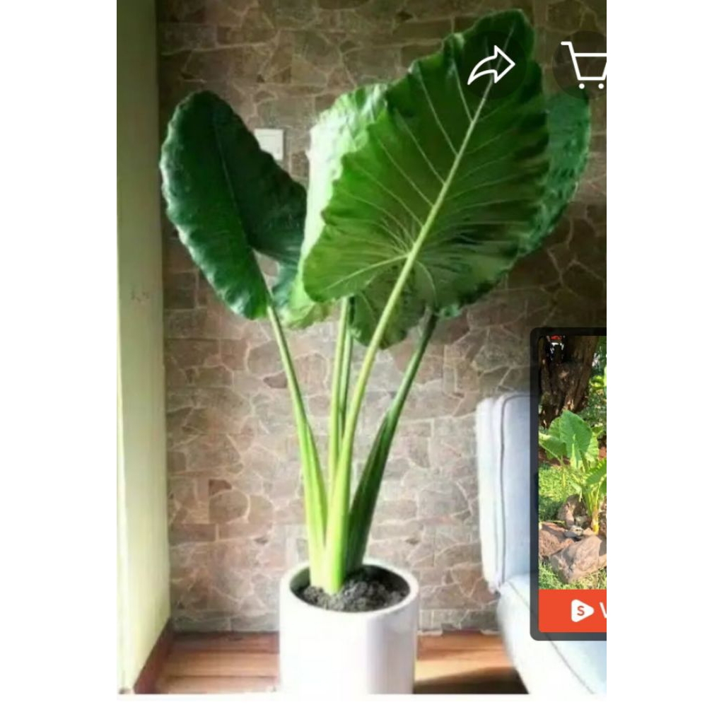 BiSA COD. Bibit Pohon Talas Hijau Bisa untuk Hiasan Dan bisa Untuk Pakan Gurame Pohon Rimbun Daun Se