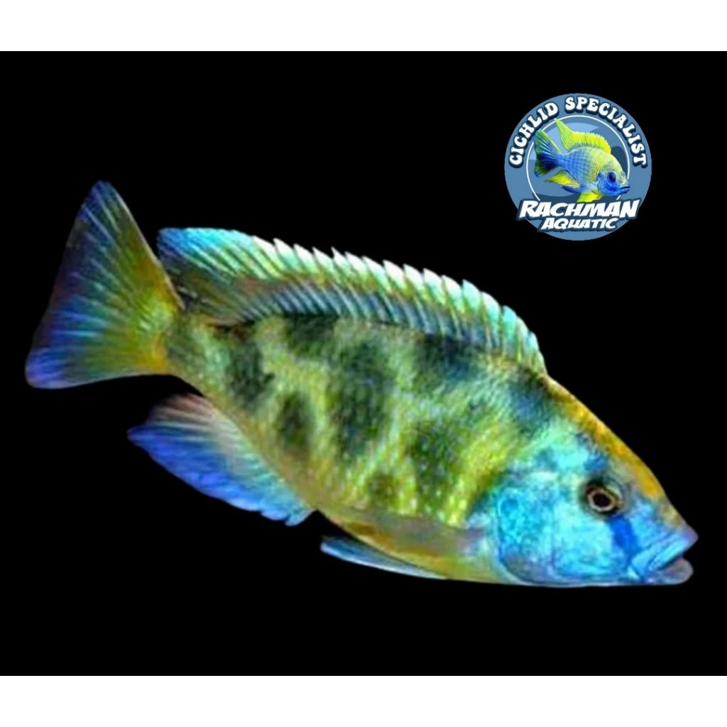 Venustus Cichlid (Nimbochromis venustus)