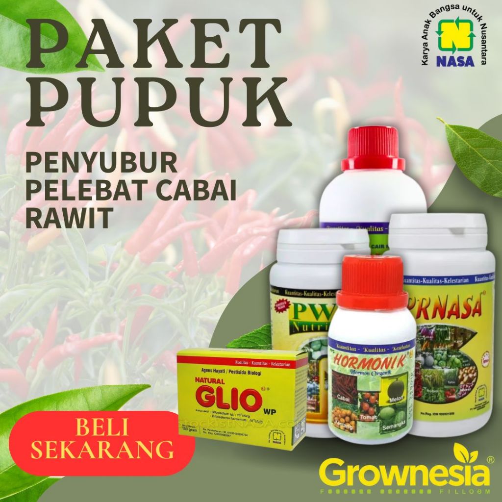 Pupuk Cabai Pelebat Buah Pupuk Organik Cabai Rawit Agar Cepat Berbuah Anti Layu Fusarium Dan Cacar