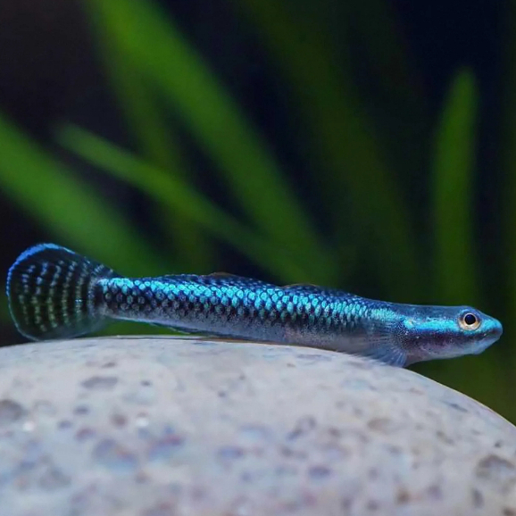 Goby Blue Neon Algae Eater (3-4cm)